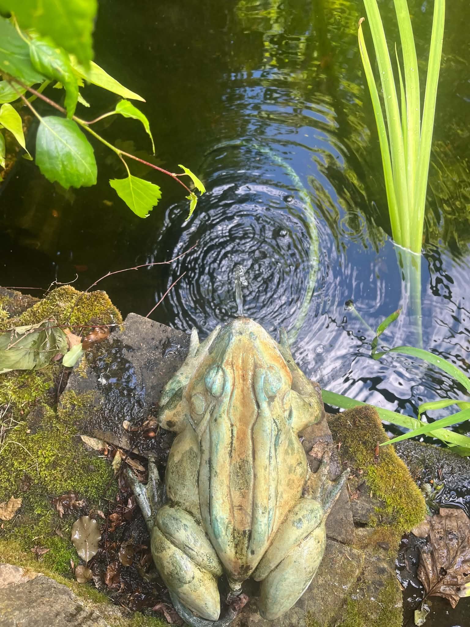A bronze-coloured frog ornament at the edge of a pond, with a thin jet of water making ripples and green plants around it