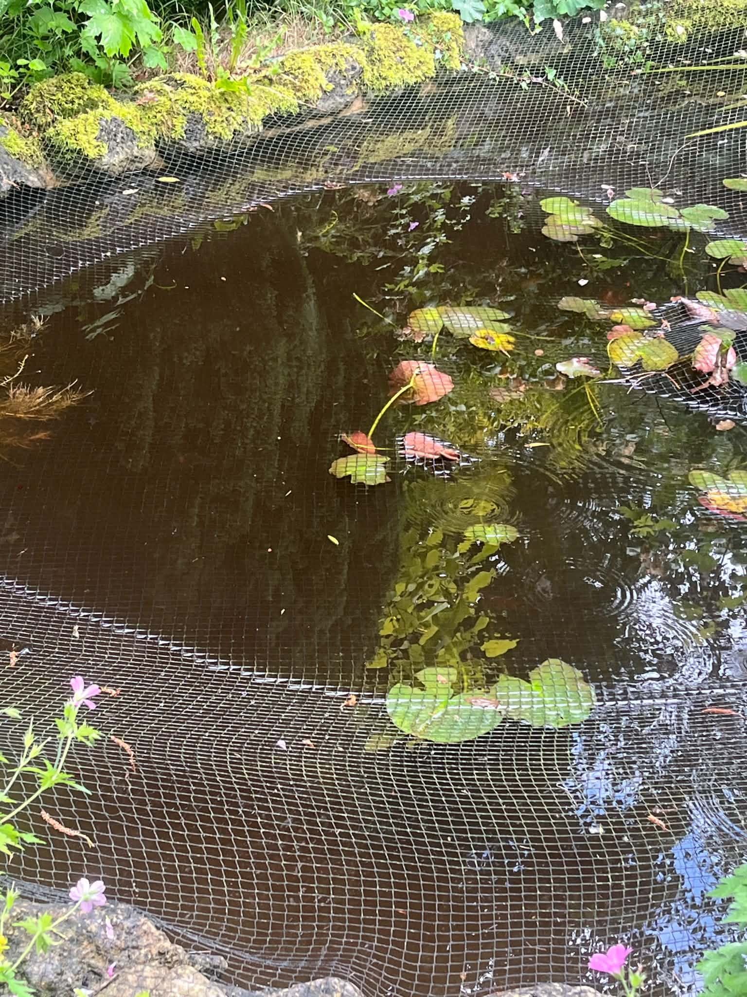 A garden pond with water lilies, covered by a protective net, with moss-covered stone at the edge and pink flowers in the foreground